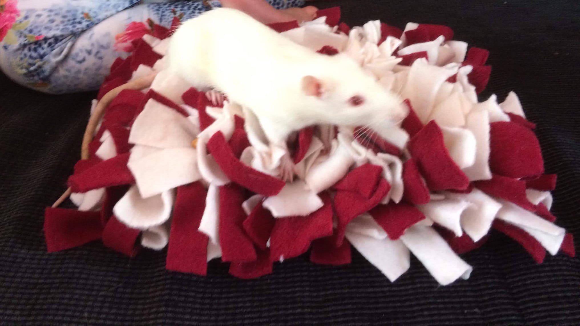 Rat Mat Rat Toy Rat Accessories Mouse Toy Rodent Toy Etsy