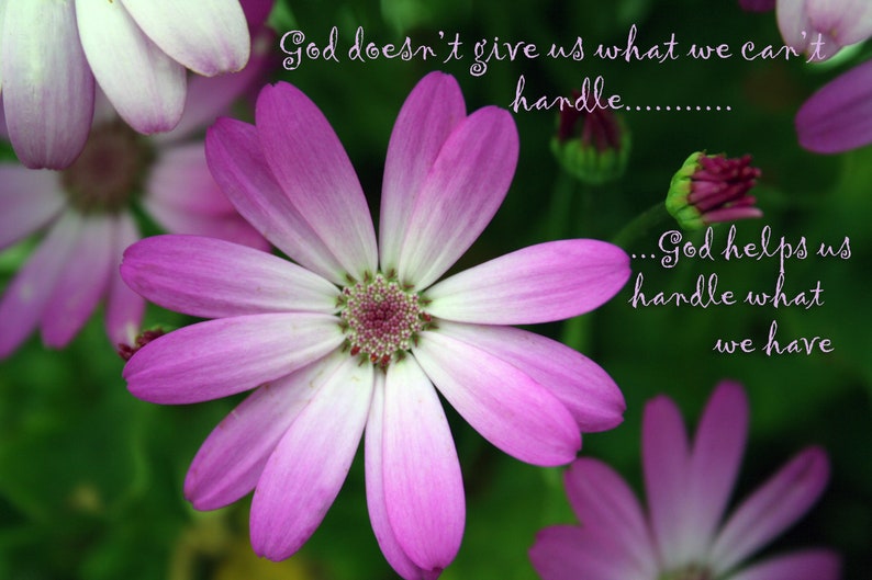 Heavenly Petals Digital Photograph with Scripture image 3
