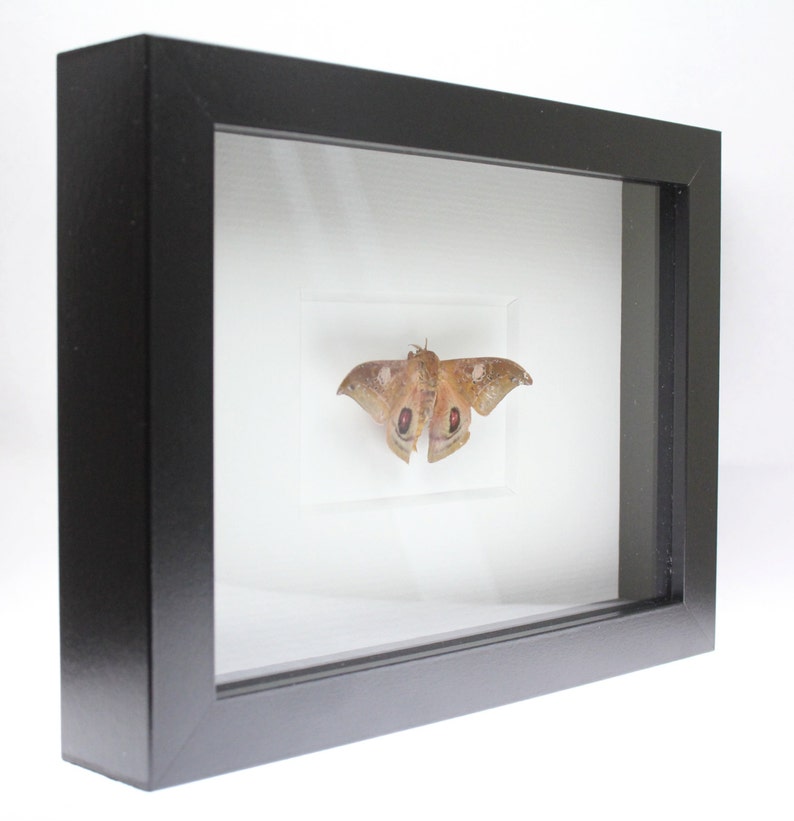 Real Small Moth Framed Moth Butterfly Insect Bug Automerina - Etsy