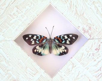 Real framed Day Flying Moth framed insect Erasmia Pulchera