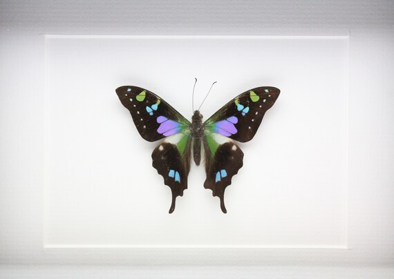 Real Purple Spotted Swallowtail Butterfly Framed Insect Bug Gift Graphium Weiskei