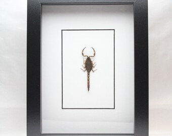 Real Golden Scorpion framed insect bug gift Mesobuthus martensii