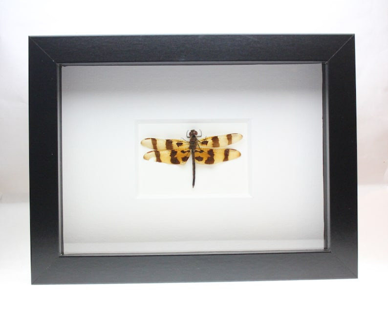 Real Dragonfly Halloween Pennant Dragonfly framed insect bug gift Celithemis eponina
