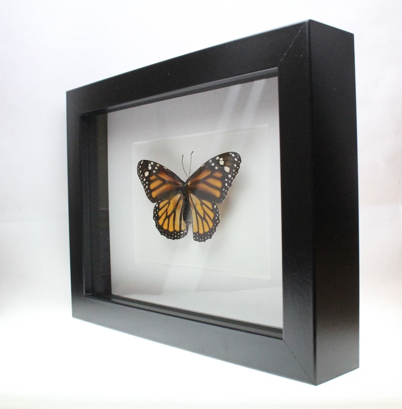 Real Monarch butterfly framed insect bug gift Danaus plexippus