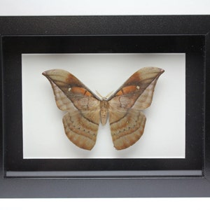 Real Silk Moth framed insect bug Copaxa Copaxa pararufinans wall art