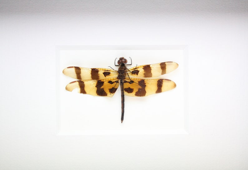 Real Dragonfly Halloween Pennant Dragonfly framed insect bug gift Celithemis eponina