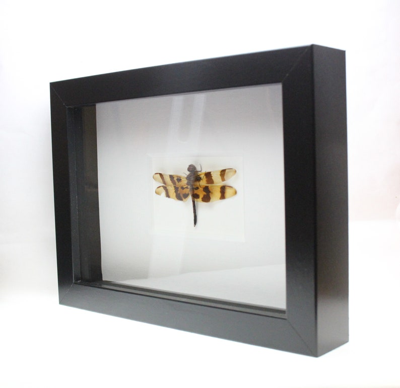 Real Dragonfly Halloween Pennant Dragonfly framed insect bug gift Celithemis eponina