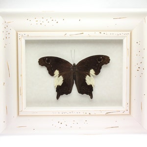 Real Malayan Owl Butterfly framed butterfly bug insect Neorina lowii neophyta