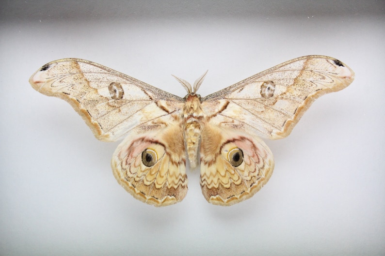 Real Silk Moth framed butterfly bug insect Antheraea species