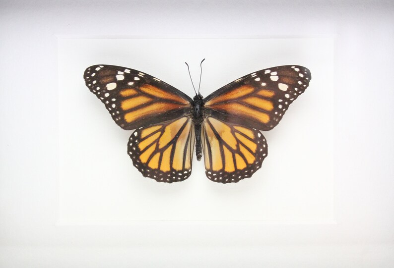 Real Monarch butterfly framed insect bug gift Danaus plexippus
