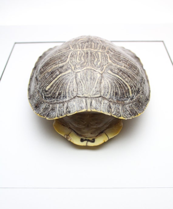 Real Red Eared Turtle Shell With Beautiful Pattern Etsy