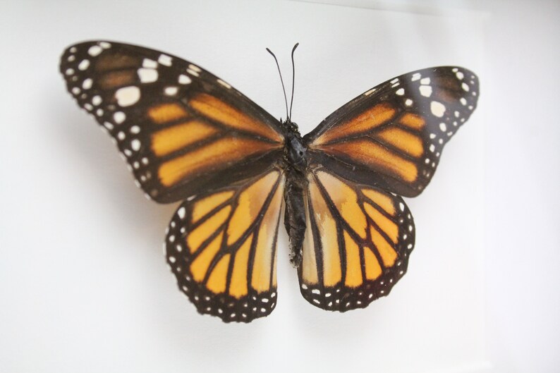 Real Monarch butterfly framed insect bug gift Danaus plexippus