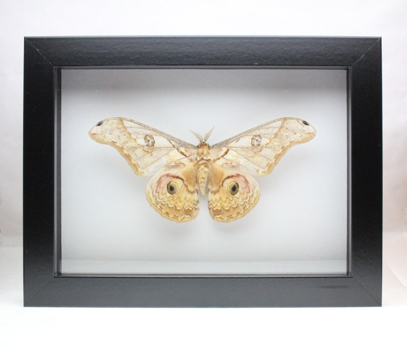 Real Silk Moth framed butterfly bug insect Antheraea species