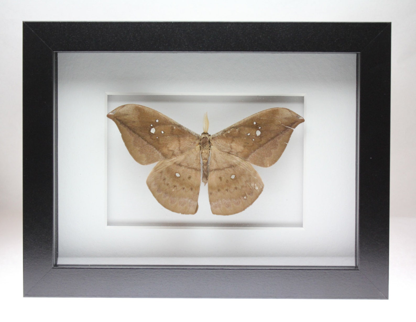 Real Silk Moth Framed Insect Bug Copaxa Multifenestrata - Etsy