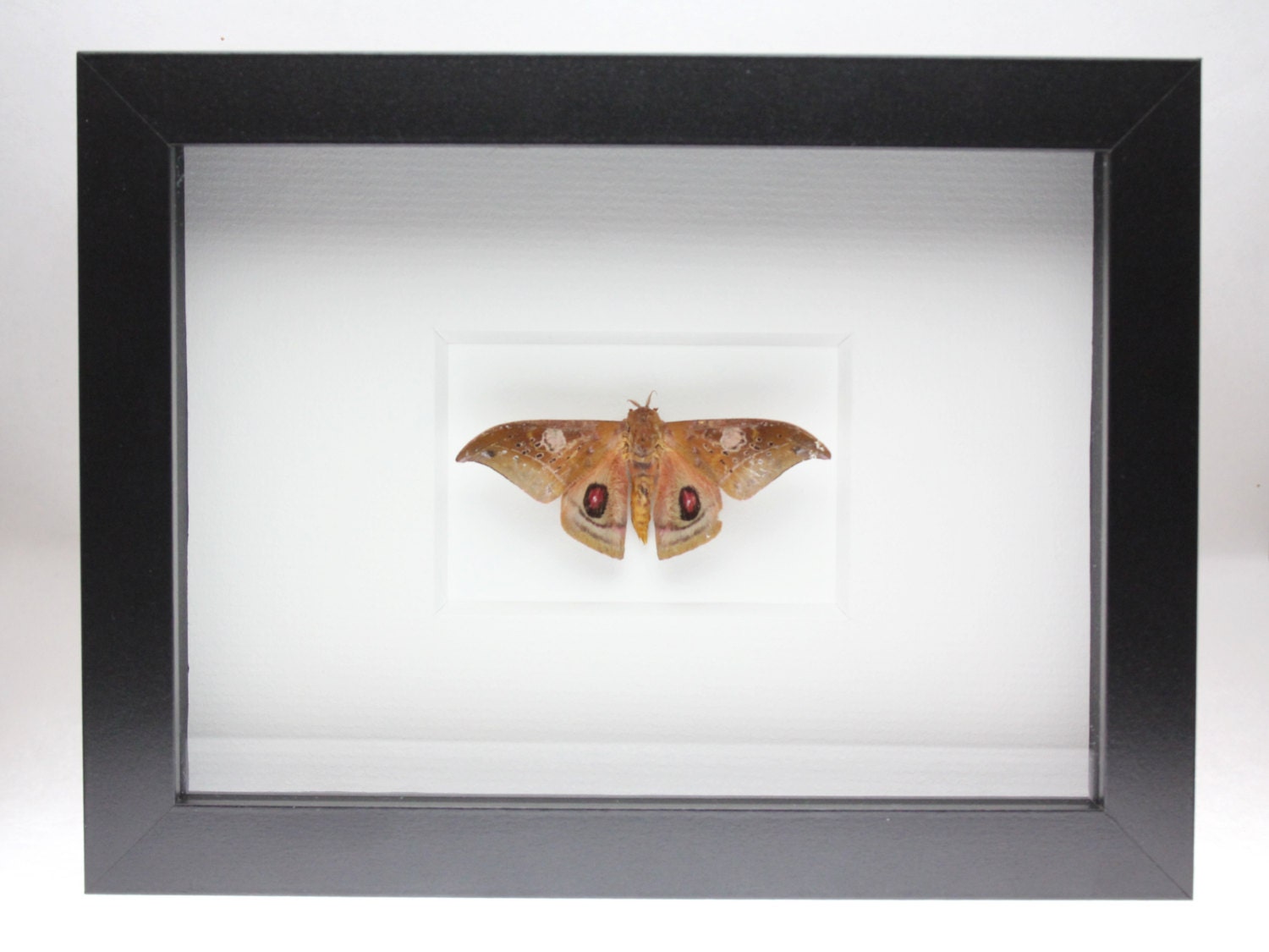 Real Small Moth Framed Moth Butterfly Insect Bug Automerina | Etsy