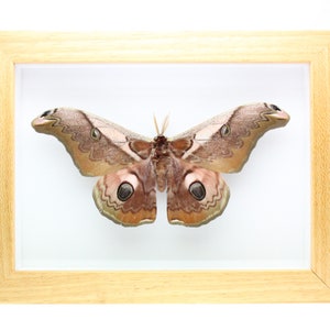 Real Lower-Himalayan Emperor Moth framed moth butterfly insect bug Saturnia simla wall art