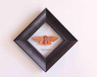 Real orange and pink silkmoth framed insect bug gift Adeloneivaia jason