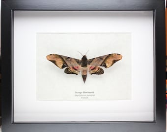 Real Mango Hawkmoth framed insect bug Amplypterus panopus