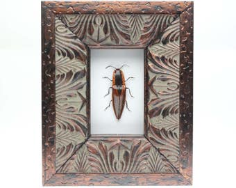 Real Click Beetle framed insect bug gift Semiotus cuspidatus