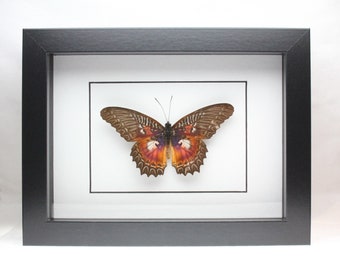 Real Violet Lacewing butterfly framed insect bug gift Cethosia myrina