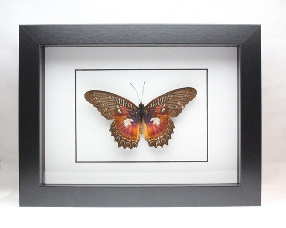 Real Monarch butterfly framed insect bug gift Danaus plexippus