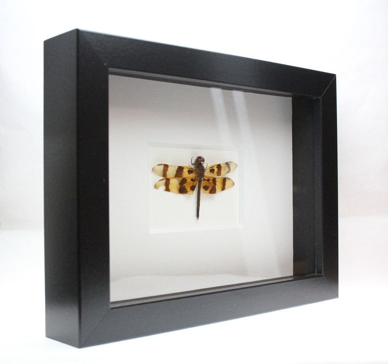 Real Dragonfly Halloween Pennant Dragonfly framed insect bug gift Celithemis eponina