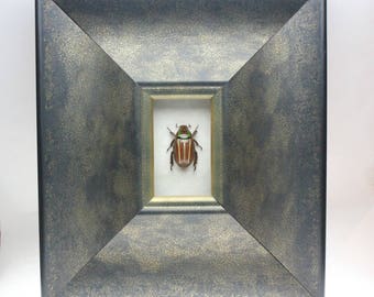 Real Jewel Scarab Beetle Framed Insect Chrysina quetzalcoatli