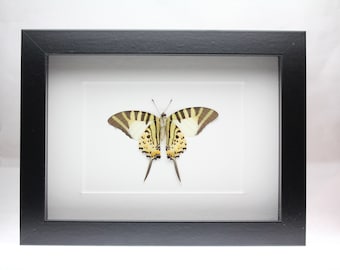 Real Five-bar swordtail Butterfly framed insect bug gift Graphium antiphates
