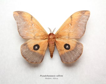 RARE Real Silk Moth framed insect bug Pseudobunauea callista