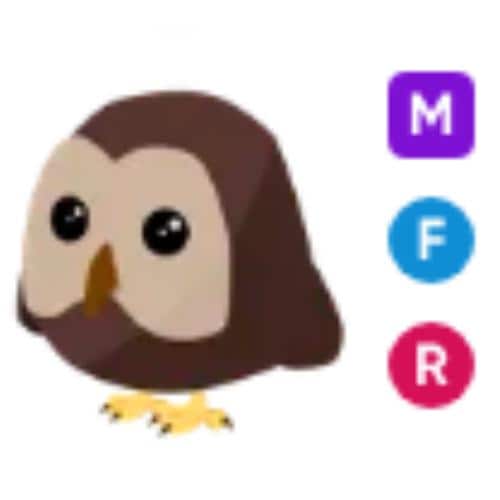 MFR Owl - Adopt From Me