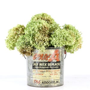 Peut inclure: Un seau en métal galvanisé portant le texte GRADE A CALF MILK REPLACER et ASSOCIATES, INC. rempli d'un grand bouquet d'hortensias séchés vert clair. Le seau présente une finition patinée avec des inscriptions orange et noires visibles.