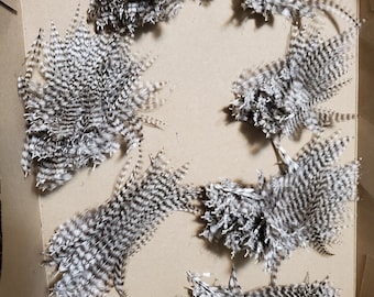 24 thin grizzly feathers barred black and white 2 to 5 inches craft feathers whiting feathers