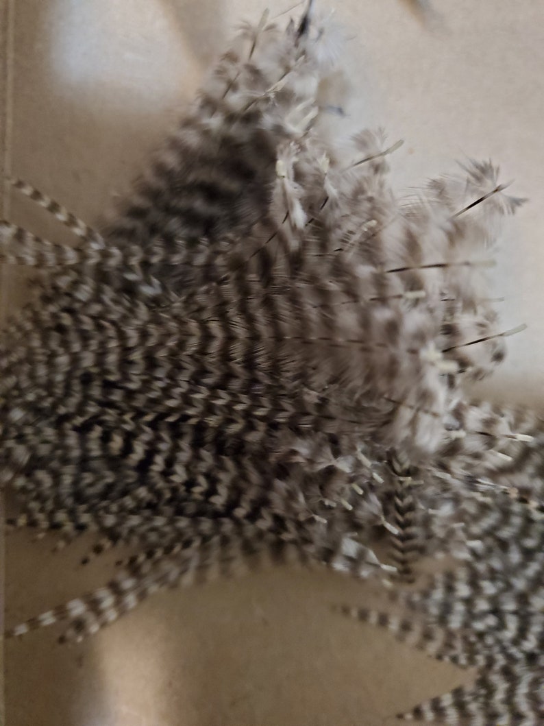 24 Thin Grizzly Feathers Barred Black and White 2 to 5 Inches Etsy