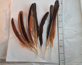 7 naturally molted painted mix feathers assorted 6+ inches cruelty free
