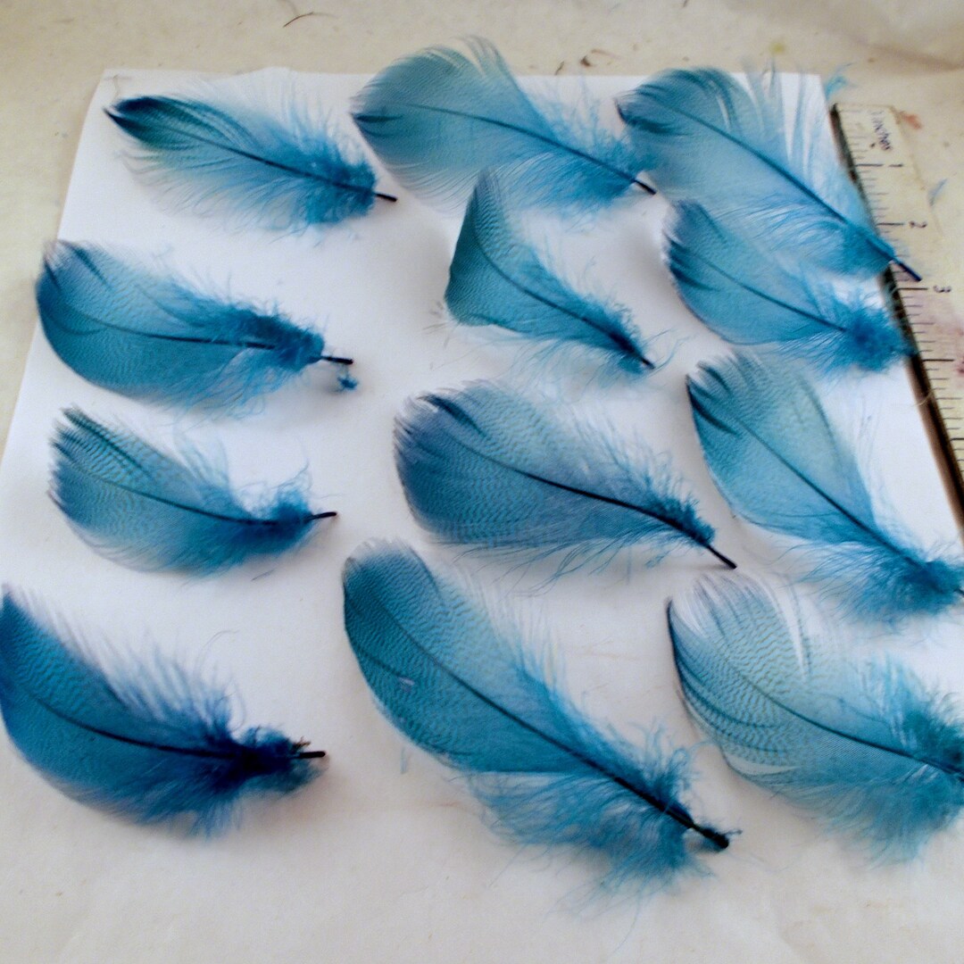 Mallard Spey Feathers Peacock Blue Select 12 Pcs Loose - Etsy
