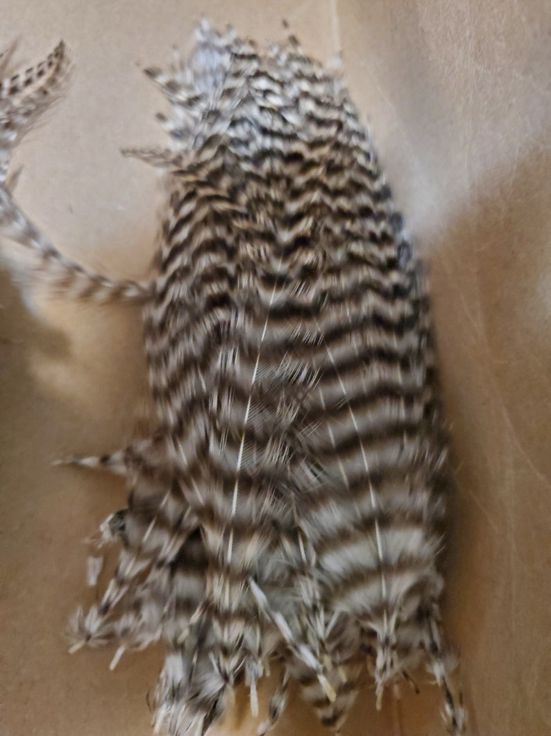 24 Thin Grizzly Feathers Barred Black and White 2 to 5 Inches Etsy