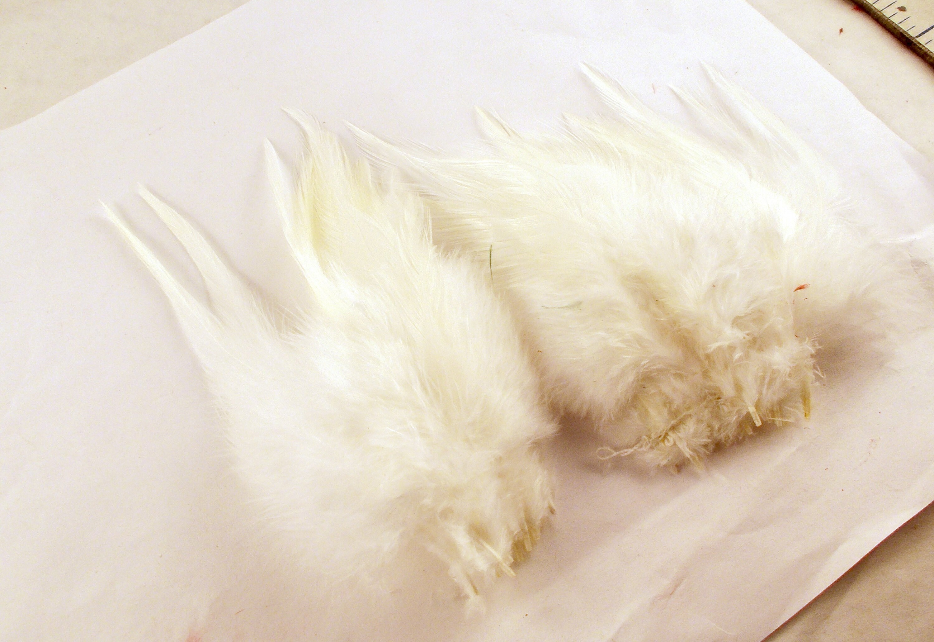 Natural White Feathers Saddle 40pcs Craft Feathers Wedding