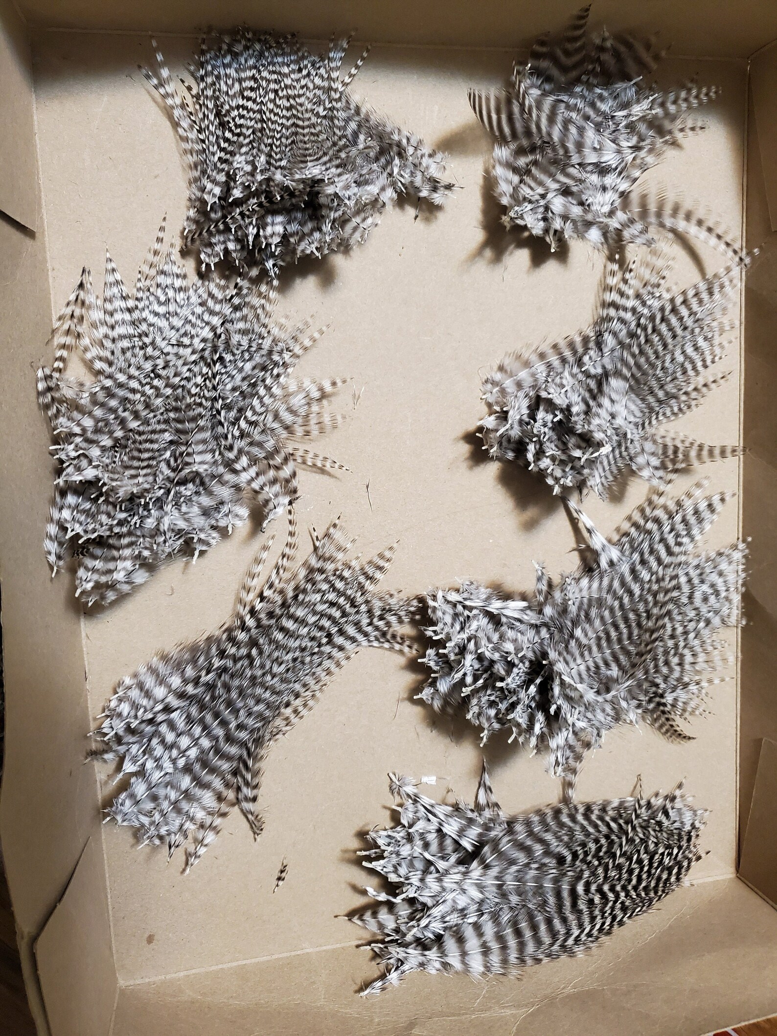 24 Thin Grizzly Feathers Barred Black and White 2 to 5 Inches Etsy