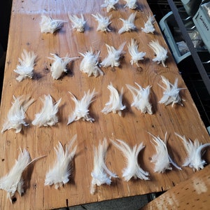 Thin 2024 ostrich feathers