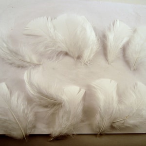May include: A collection of ten white feathers, arranged on a white surface. The feathers are soft and fluffy, with a natural, unbleached appearance.