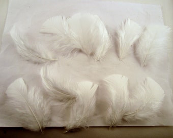 12 White Turkey Flats Plumage, loose feathers craft feathers  boutonnieres hat feathers