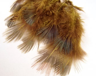 Ringneck pheasant rump feathers olive craft feathers , fascinators , ring neck