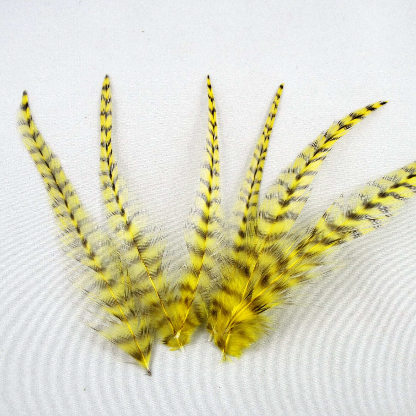 24 Yellow Grizzly Feathers Thin Saddle Hackles 2 to 5 Inches Etsy Canada