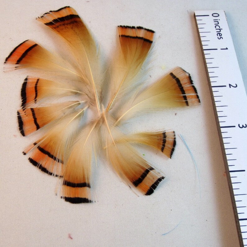 Golden Pheasant Tippet Feathers natural 10pk craft feathers fly tying feathers