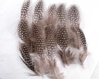 30 assorted Guinea Fowl 2 to 3 inch strung Natural Feathers