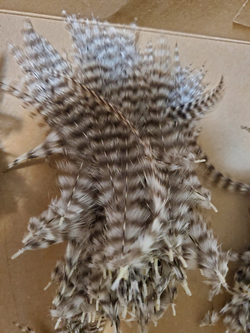 24 Thin Grizzly Feathers Barred Black and White 2 to 5 Inches Etsy