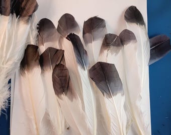 Ombre Turkey Feathers for Smudging, 4 Fly Tying (7--9 inches)