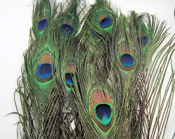 Cruelty Free Peacock Eye Feathers, 8-12" Craft Plumes