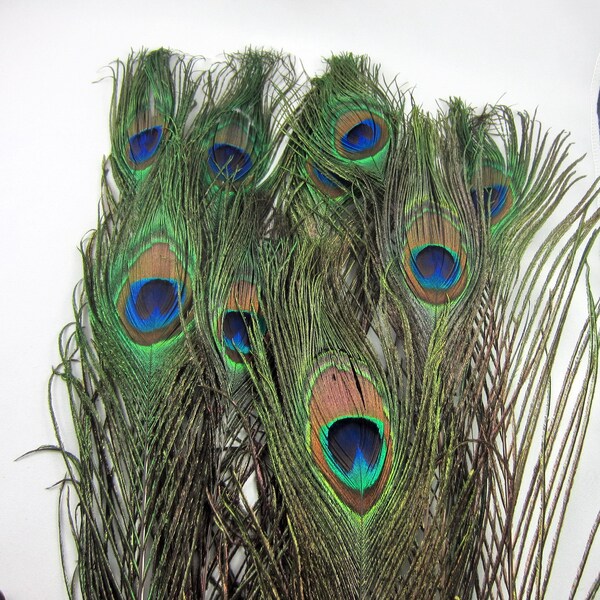 Real Peacock Feather Etsy