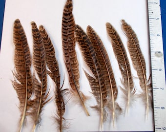 Feathers Ring Neck Hen Pheasant tail 4 feathers 6 to 8 inches